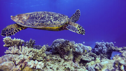 Fototapeta premium Green turtle on the coral reef
