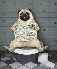 The pug dog is sitting on a bio toilet and reading a newspaper in the bathroom.