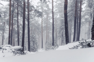 Snowy landscape of the Sierra de Guadarrama
