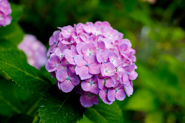 日本の宮城県仙台市「資福寺」で雨の中咲く美しい紫陽花