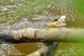 Trout caught on artificial soft bait floating in water