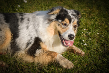 Portrait of Australian shepherd, who is standing in rock under the them is lake. Amazing autumn photoshooting in Prague.