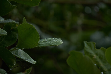 Rain water droplets on lemon tree leaf shining like diamonds or crystals