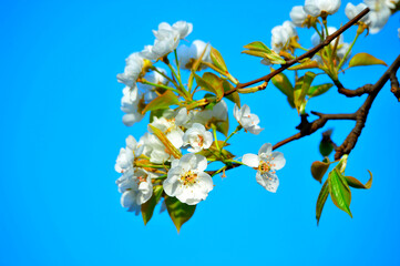 Pear flower blooming in spring