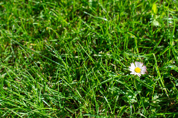 Cute white daisy flowers on green grass. Spring meadow / lawn. Fresh background / wallpaper