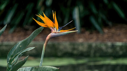 Obraz premium Crane flower or bird of paradise close-up in a rainy day