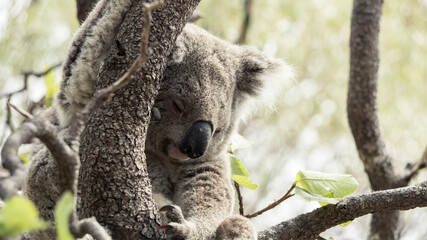 Koala in tree