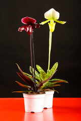 A pair of colorful paphiopedilum orchids standing in a pot on a red table on a black background in studio