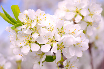 White plum flowers close-up on a background of blue sky. Blooming plum. Tenderness. Macro. Springtime.