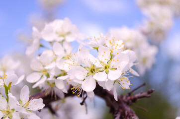 White plum flowers close-up on a background of blue sky. Blooming plum. Tenderness. Macro. Springtime.