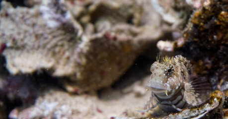 Close-up of a blenium fish on the seabed