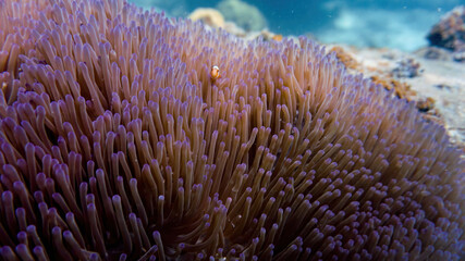 Naklejka na ściany i meble Clownfish on an sea anemone