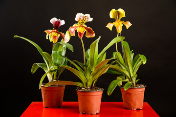 A trio of colorful orchid paphiopedilum standing in a pot on a red table on a black background in studio