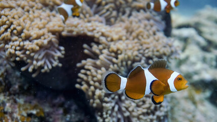 Fototapeta na wymiar Clownfish on an sea anemone