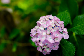日本の宮城県仙台市「資福寺」で雨の中咲く美しい紫陽花