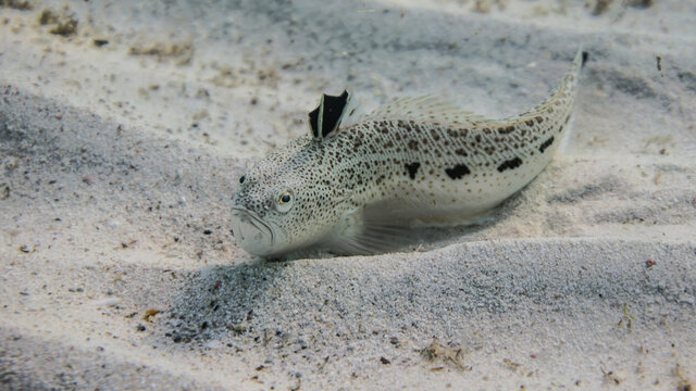 Greater weever on a sandy seabed
