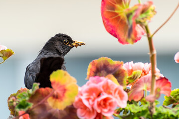 schwarze Amsel mit futter im Schnabel sitzt zwischen Blüten