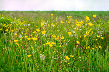 Spring / summer field / medaow of yellow flowers marsh-marigold / kingcup / Caltha palustris flowers, overblown dandelions and fresh green grass with clover and herbs