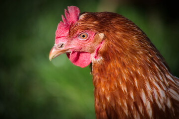 Freilauf Huhn Nahaufnahme