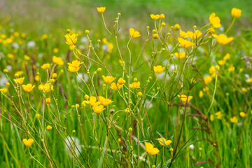 Spring / summer field / medaow of yellow flowers marsh-marigold / kingcup / Caltha palustris  flowers, overblown dandelions and fresh green grass with clover and herbs