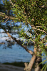 Pine tree branch on the background of the sea and the beach