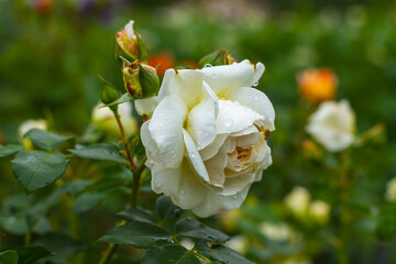 White roses in garden - closeup