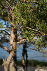 Pine tree branch on the background of the sea and the beach