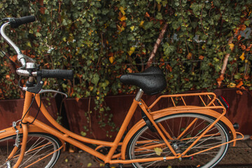 Fototapeta na wymiar Wet orange bicycle near bushes on urban street
