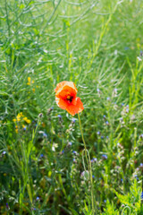 Single delicate bright red poppy flower in spring field / meadow on a sunny day