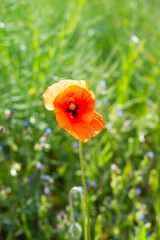 Single delicate bright red poppy flower in spring field / meadow on a sunny day