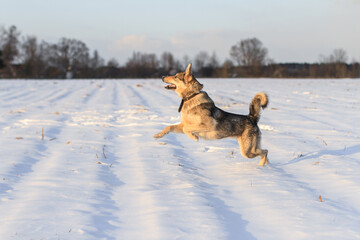 Dog running through snowy field