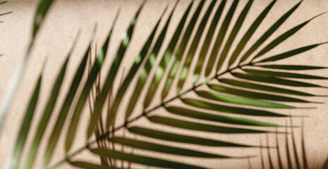 Tropics minimalist abstract blurred background of palm leaf shadow over kraft paper.