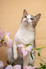 Obraz premium Funny cat with bouquet of flowers