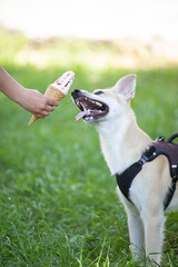 Dog eat ice cream on the grass
