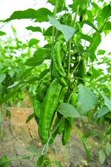 Green pepper in greenhouses