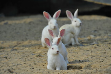 The rabbit in the wild nature