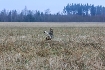 Obraz na płótnie Canvas hunting dog on autumn field