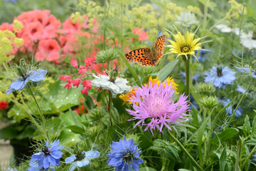 Schmetterling 685 © K.-U. Häßler