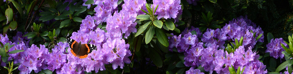 Schmetterling 728 © K.-U. Häßler