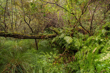 Forests on hydromorphic soils in the Etang Noir, Black Pond. It is a Natural Reserve located in The Landes Department, France