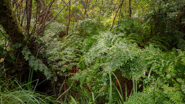 Fronds of Royal Fern, Osmunda regalis. Photo taken in forests on hydromorphic soils in the Etang Noir, Black Pond. It is a Natural Reserve located in The Landes Department, France