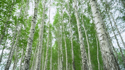 Walking through a birch forest in spring. The trees are blooming. View from below.