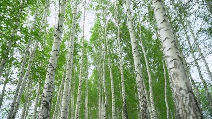 Fototapete Walking through a birch forest in spring. The trees are blooming. View from below. © Vital9c