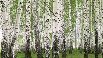Foto auf Acrylglas Walking through the birch forest in the summer. White trees. © Vital9c