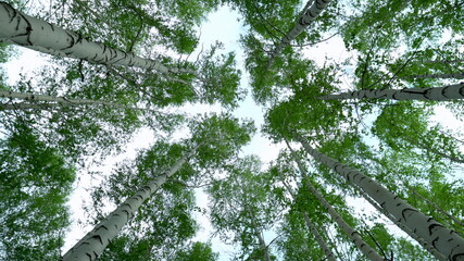 Panorama of a birch forest. Green forest in the summer. View of the trees from the bottom up. The...