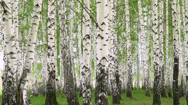 Walking through the birch forest in the summer. White trees.
