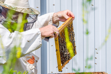 A beekeeper in protective clothing holds a frame with honeycombs, inspects the bees in the apiary....