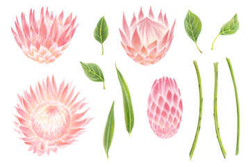 Watercolor protea flowers with leaves collection