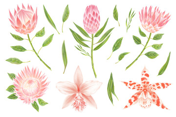 Watercolor protea flowers and orchids with leaves collection - obrazy, fototapety, plakaty