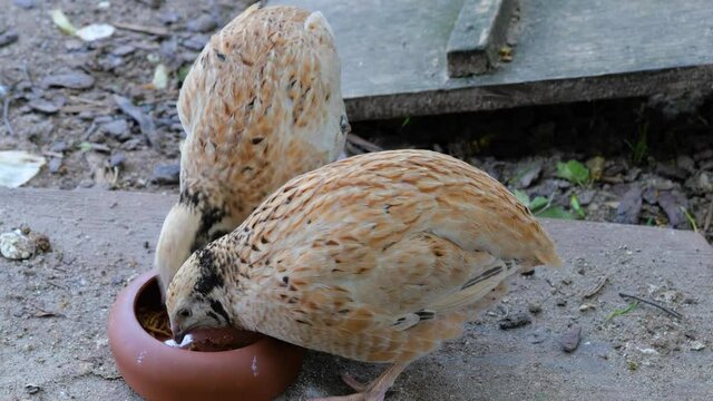 Zwei Wachteln  (Coturnix coturnix) gehalten als Heimtiere, picken Mehlw&uuml;rmer aus der Futterschale